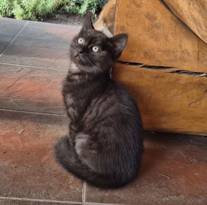 Котинятка,  котик