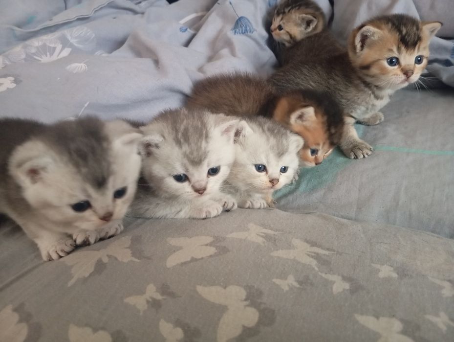 Шотландські кошенята в забарвленні золота та срібляста шиншила