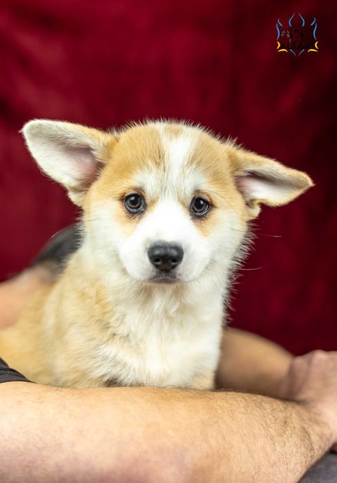 Вельш корги пемброк, шикарнющий парень!
