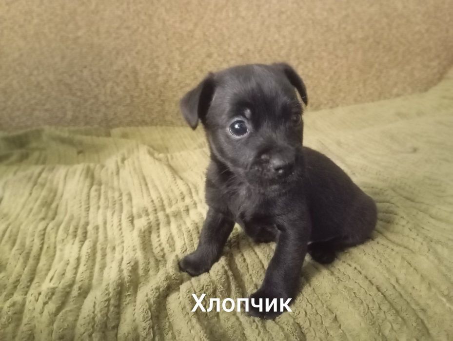 цуценята в добрі руки