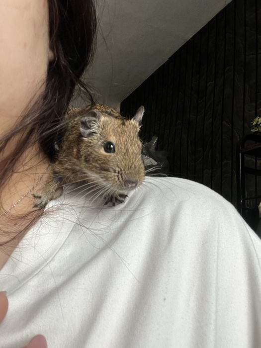 Oddam pilnie koszatnika !!