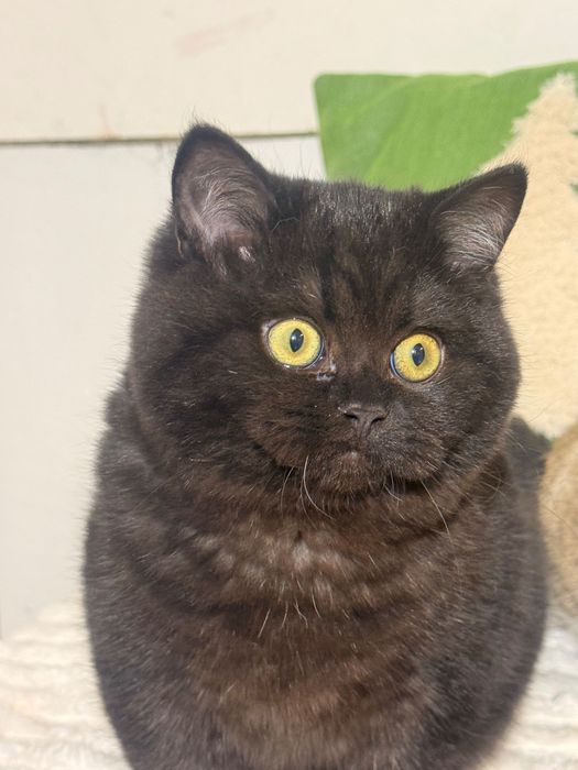 Czekoladowa dziewczynka piękność FPL FIFe