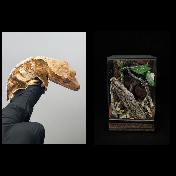 Gekon orzęsiony cream z terrarium 40x40x60