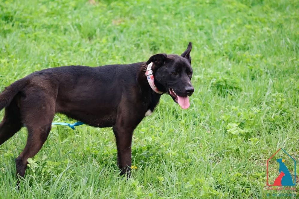 Sila 234/24 - SZUKA DOMU!