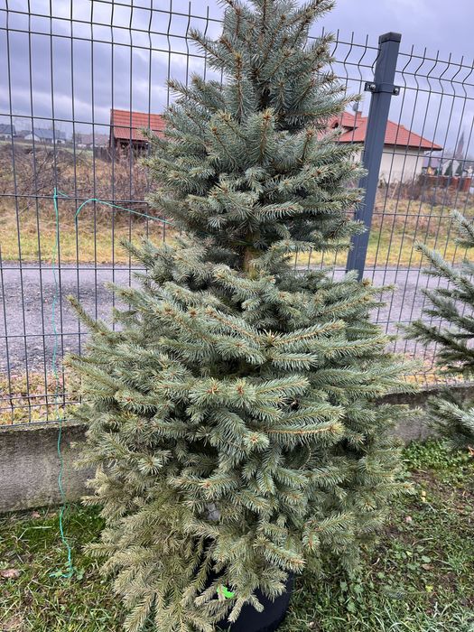 Świerk w donicach formowany