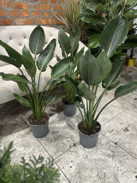 Стреліція Регіна королівська h 85 см на дві рослини