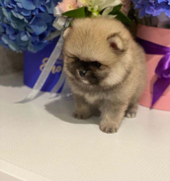 Ексклюзивний мікро хлопчик