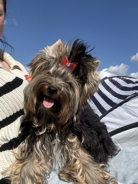 Yorkshire Terrier