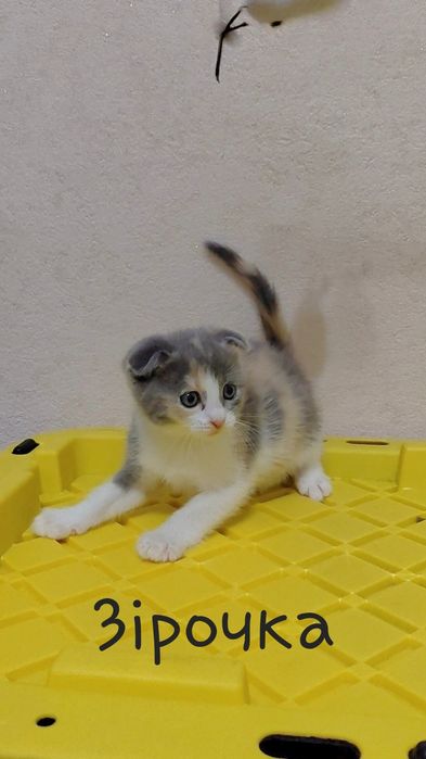 Шотландські Кошенята