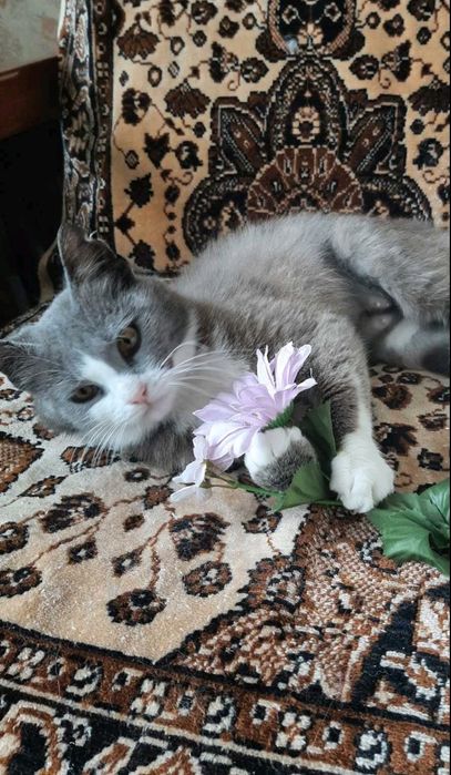 дівчинка безкоштовно