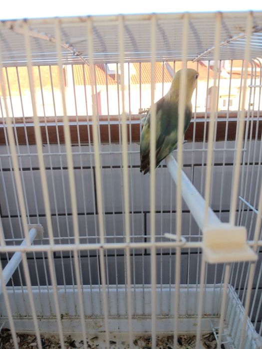 Troco por outras aves