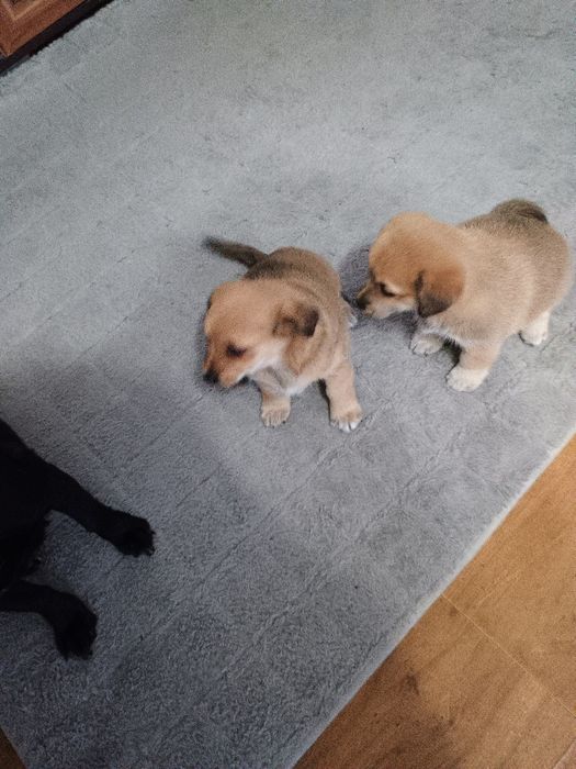 Sunie szukają domów