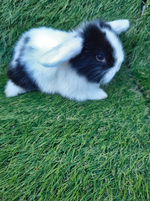 Coelhos anões várias raças