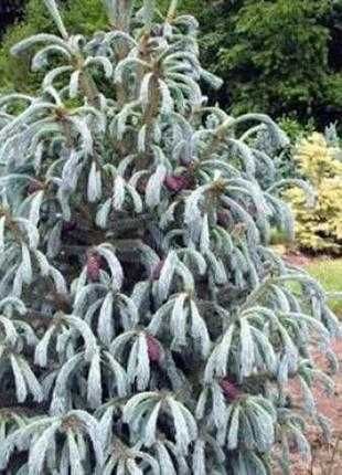 Ялина енгельмана ’Blue Magoo’