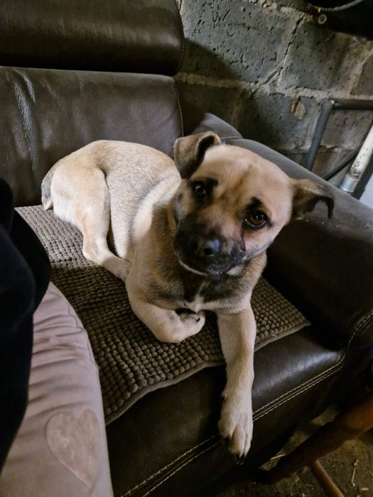 Borys w typie mopsa szuka domu