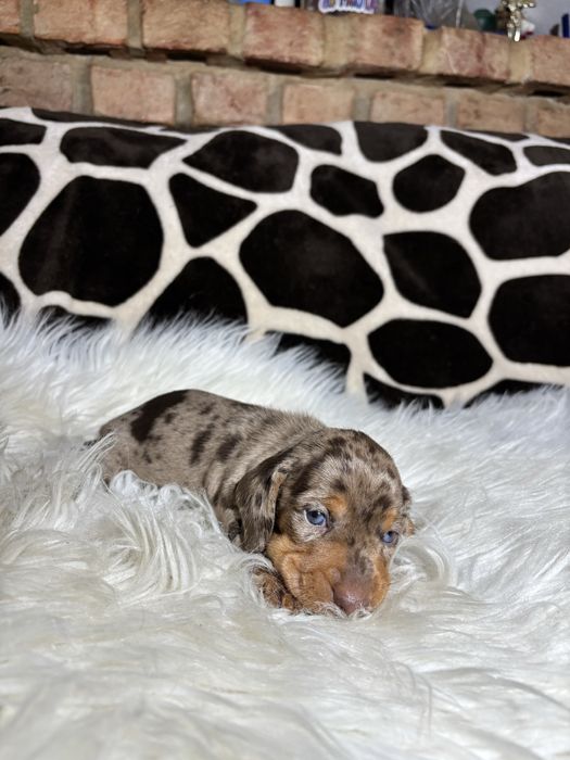 Teckel arlequim  macho