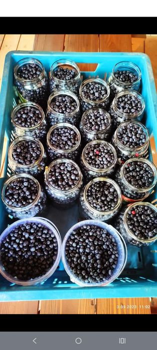 Swieże jagody 2025 możliwy dowóz