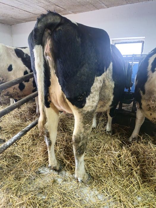 Jałówki wysokocielne