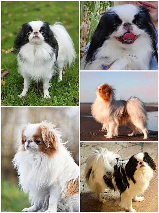 Japan chin, chiny japońskie