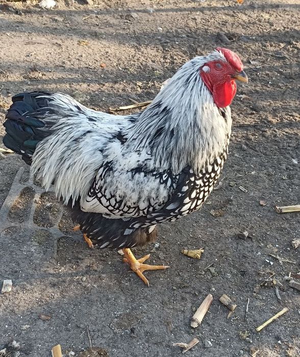 Півень когут Віандот