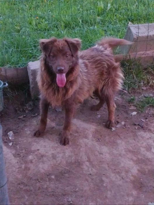 Oddam psa w dobre ręce