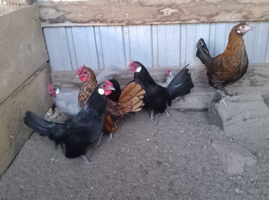 Кури себрай золотий та бентам чорний