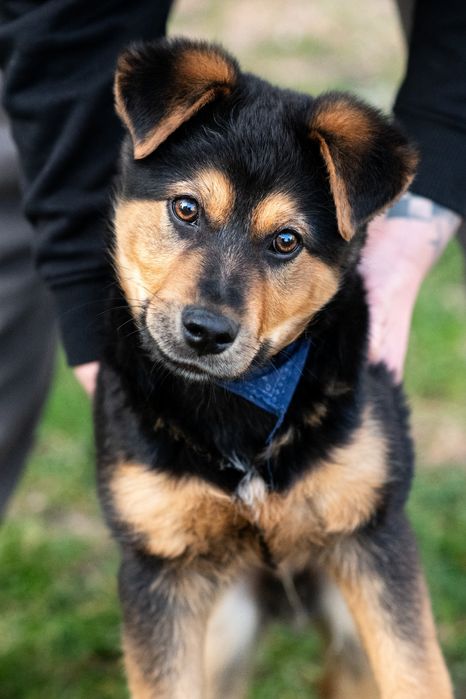 Bruno szuka domu stałego lub tymczasowego