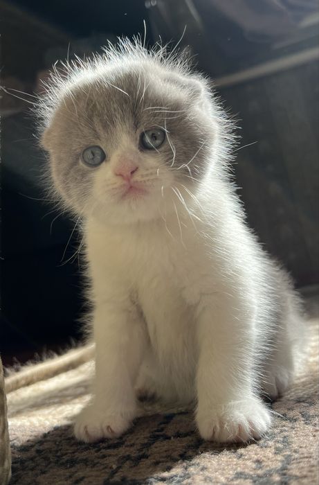 Продам котят британцев