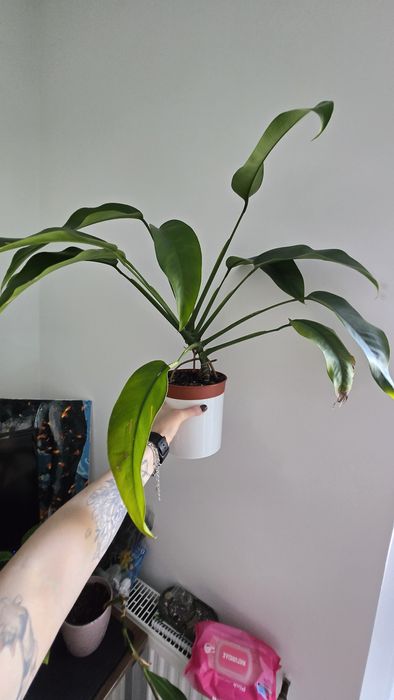 Філодендрон, Антуріум, Епіпремнум Гігантенум