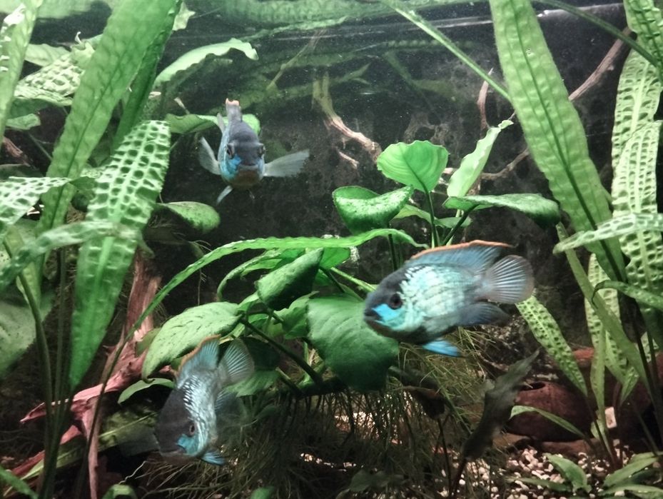Akura electric blue - młode