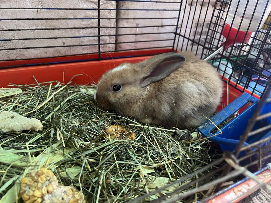 Кролик карликовый (редкий цвет)