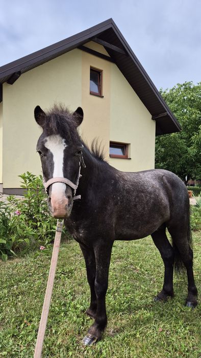 Kucyk ogier 3 lata