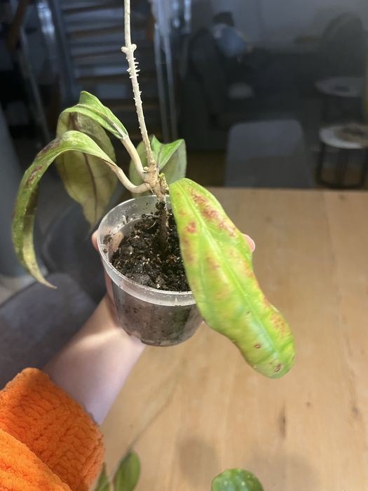 Hoja AFF. Phyllura ( AFF. Clemensiorum , SP. ABBAS ) Kolekcjonerska