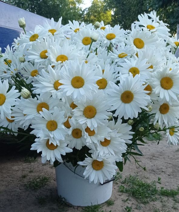 Флокс гвоздика ромашка бересклеты ирисы примулы
