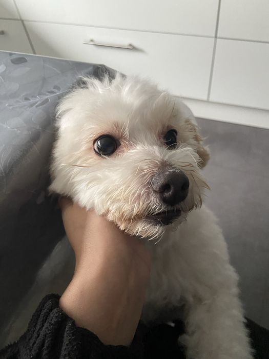 Serviço de Pet Sitting