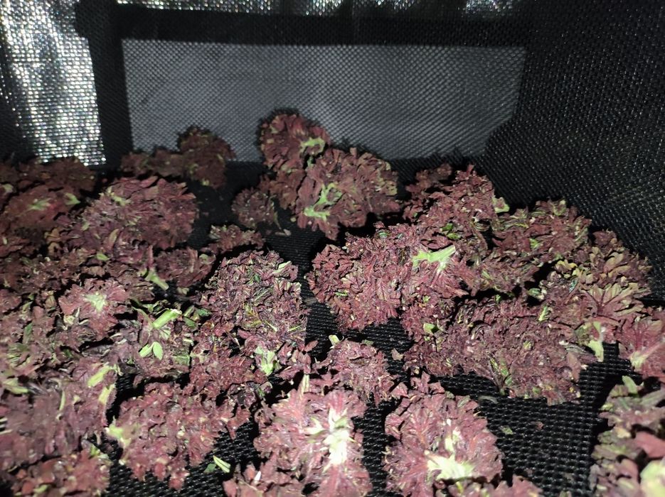 1000 gram 1 kg  Black Devil susz konopi CBD