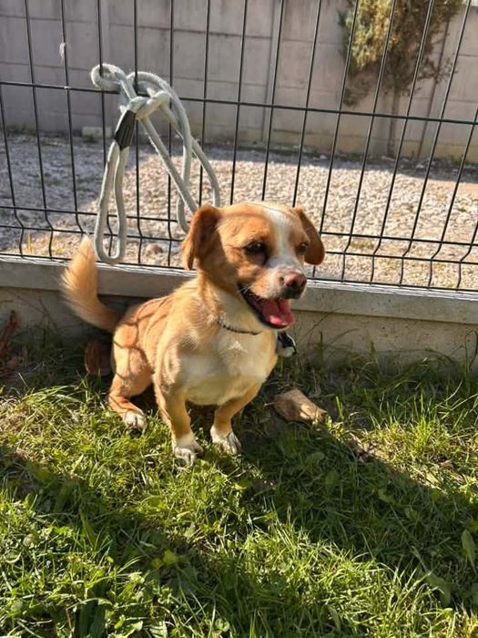Kochany psiak do adopcji