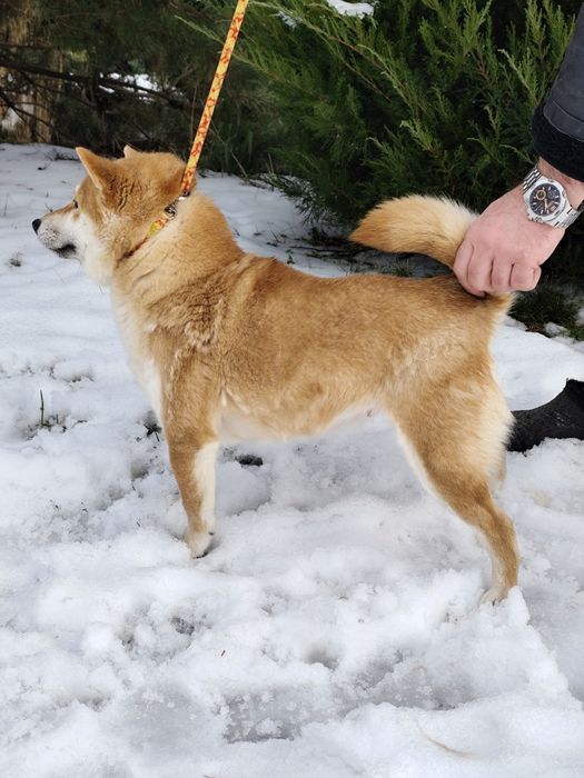 Дівчинка Шиба Сіба Іну