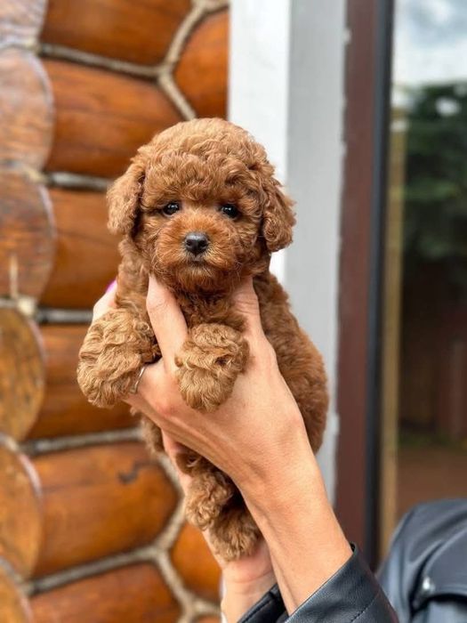 Той пудель хлопчик