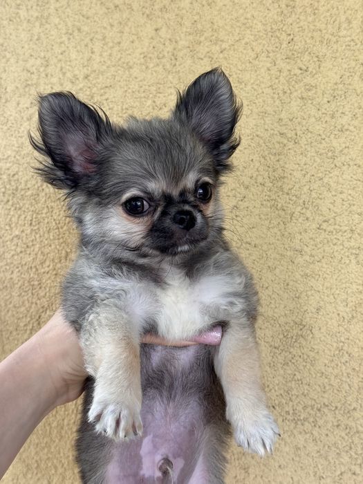 Pies rasowy Chihuahua