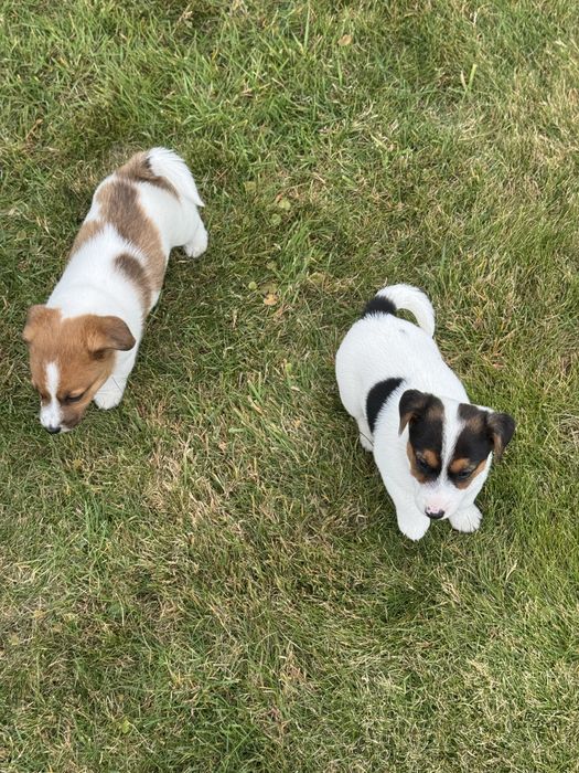 Jack Russell Terrier