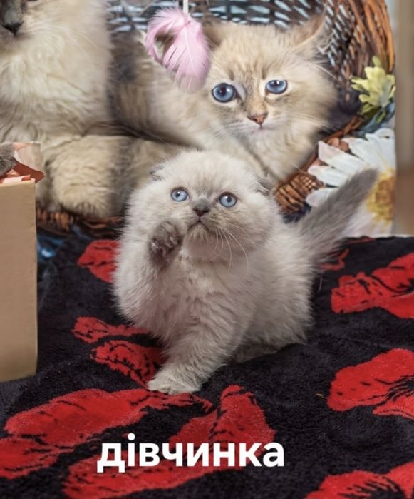 Висловухе кошеня