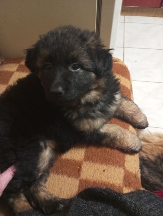 Продам щенков немецкой овчарки длинношерстные