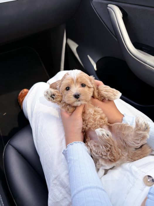 PREMIUM Мальтипу BabyFace