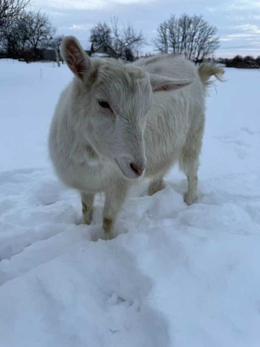 Дойна зааненська козочка | коза