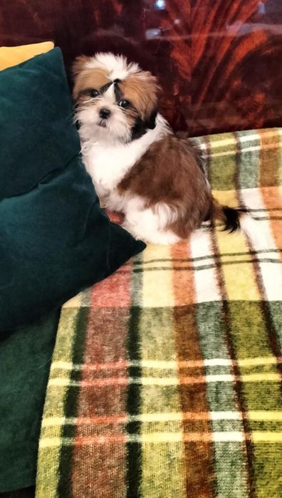 Piesek shih tzu piękny, zdrowy z domowej hodowli.