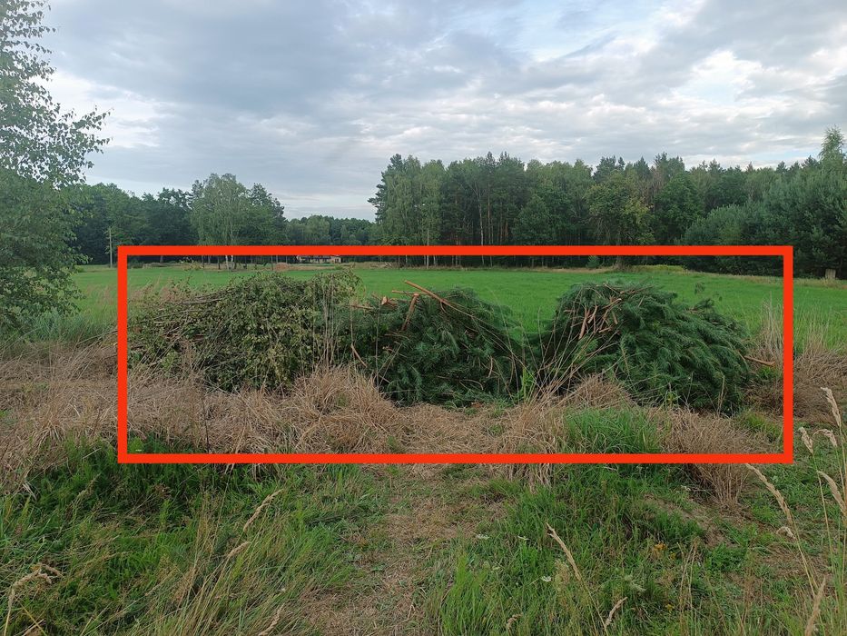 Gałęzie, wycinka, gałęźówka, brzózki, sosna pod rembak na torf