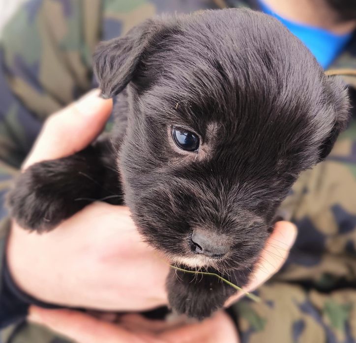 Oddam za darmo szczeniaki