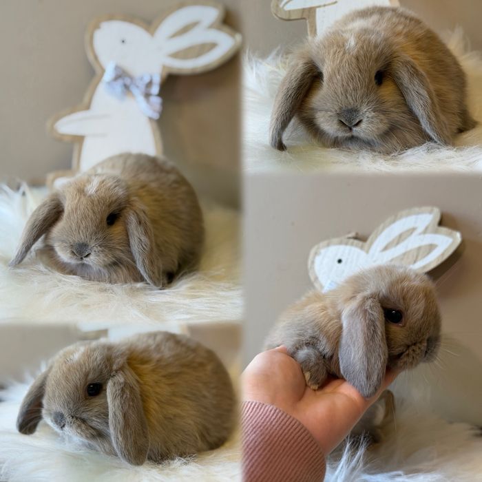 mini lop, królik miniaturka, baranek miniaturowy, karzełek baranek króliczki króliczek teddy