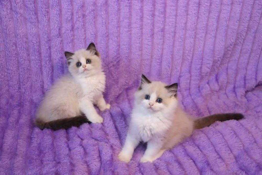 Продам кошенят регдолл від титулованих батьків